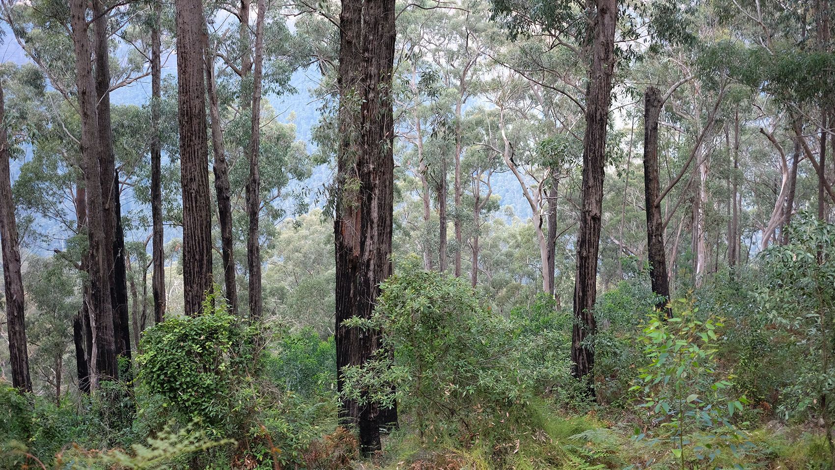 Perry's Lookdown to the Blue Gum Forest hike